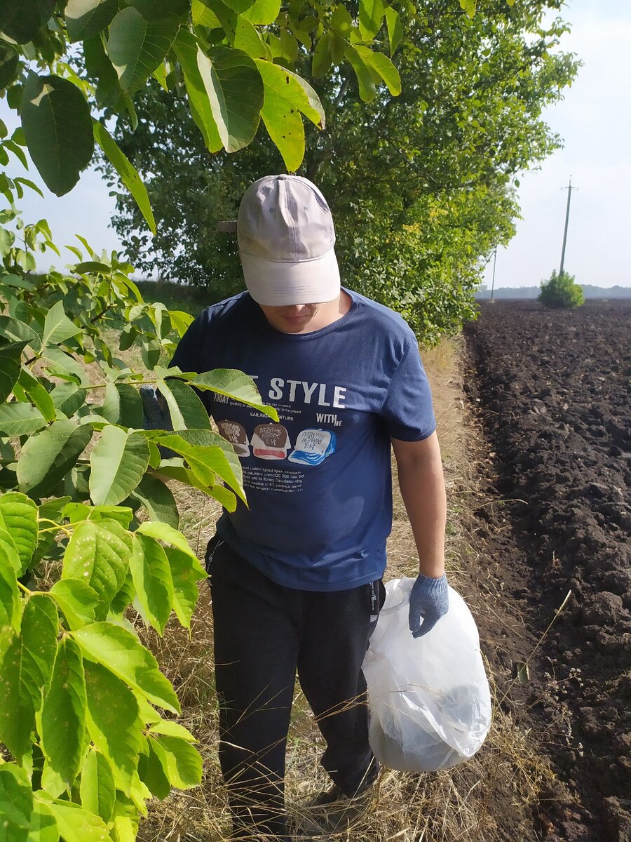 Заменяю сбор грибов, сбором грецких орехов в Краснодарском крае. | Светлана  на юге | Дзен