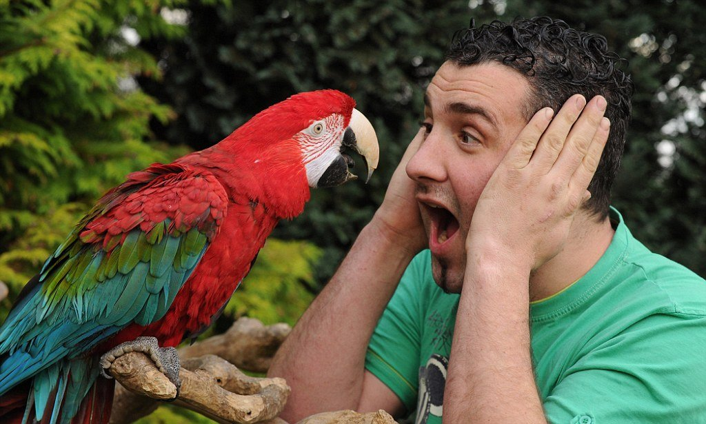 Мужчина с попугаем. Подражать голосам животных. Подражать голосам животных. Животные весной. Птица на щ.