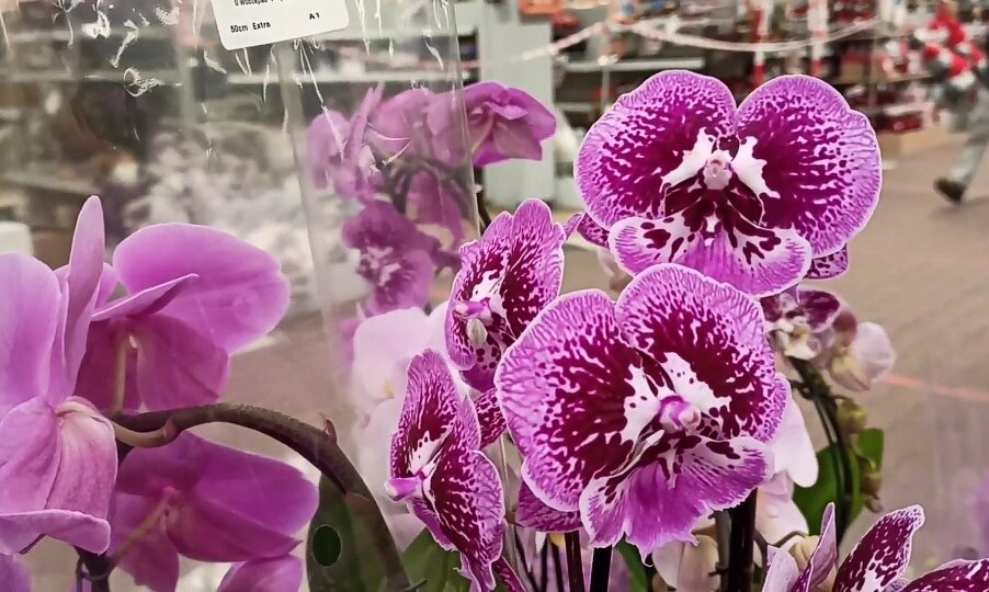 Какая красота