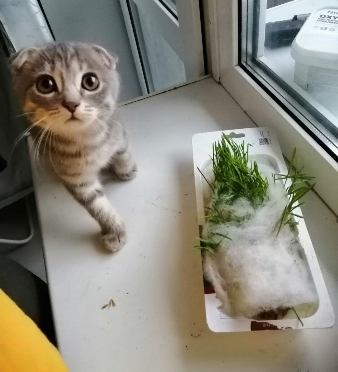 Витамины котикам