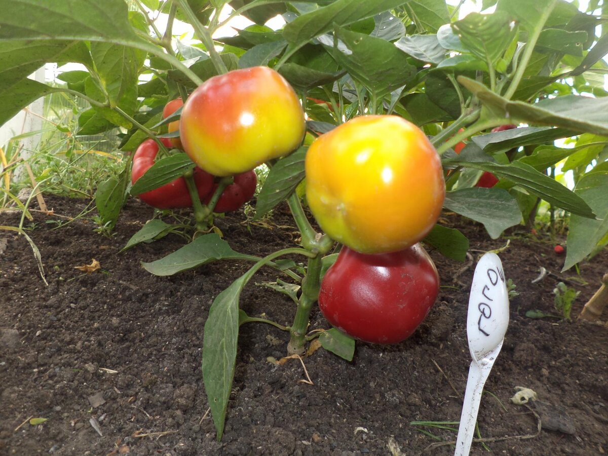 Слаборебристый сорт