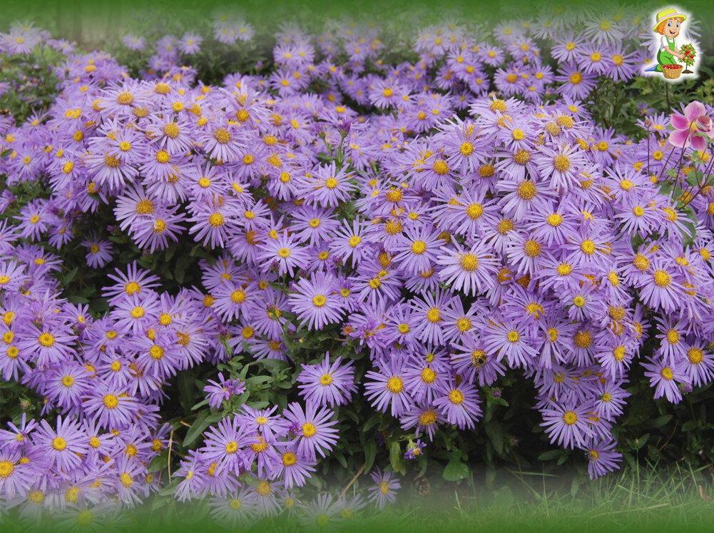 Альпийская ромашка