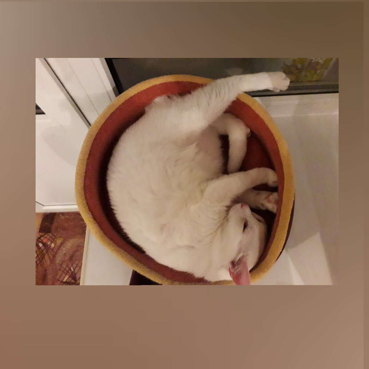 Вот так Снежок храпел и сопел. Ненадолго открыл глаза и опять заснул 