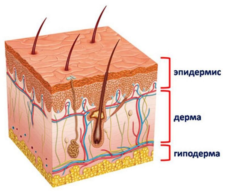 Анатомия и функции кожи