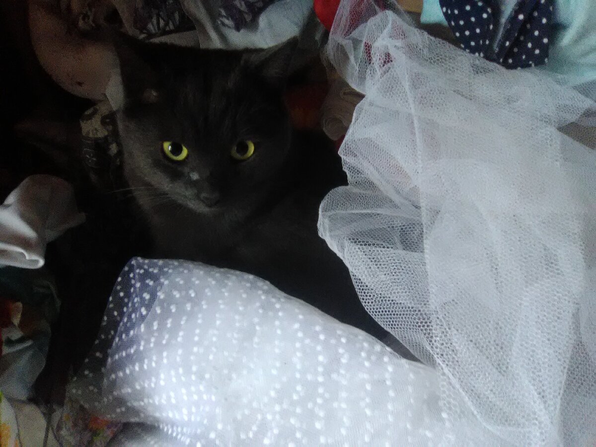 Когда залез в шкаф с тканями и представляешь себя принцессой