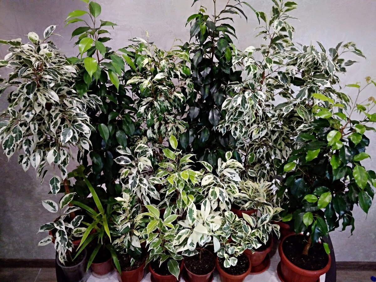 хозяйка Сукачева С.