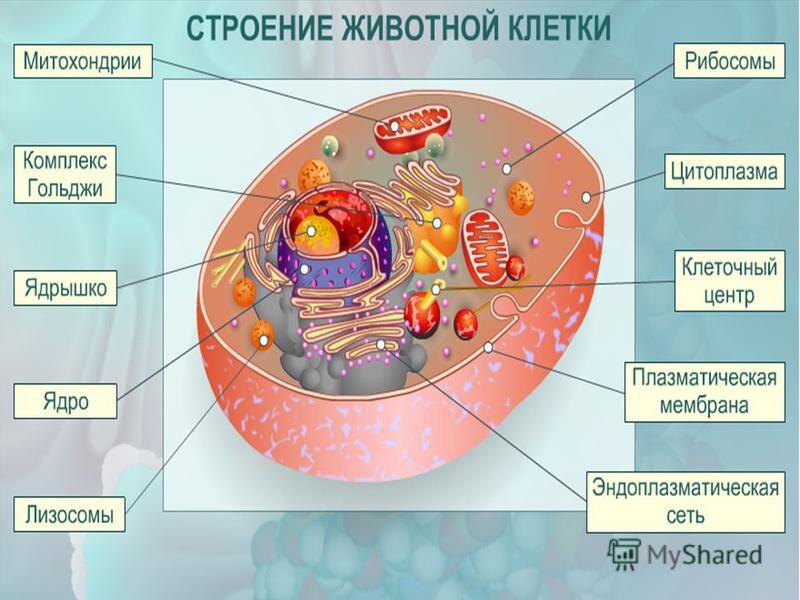 Животная клетка