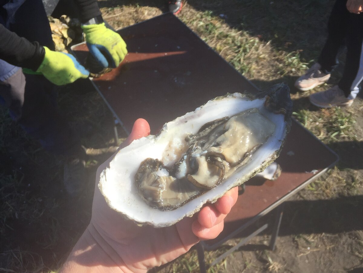 Гигантская устрица. Озеро Буссе