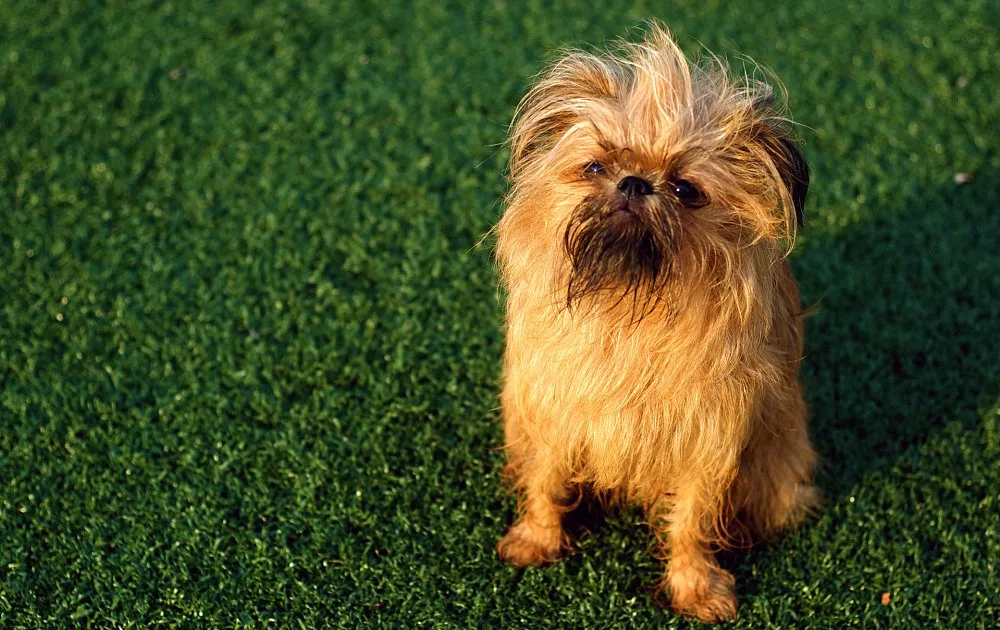 Источник фото: Яндекс