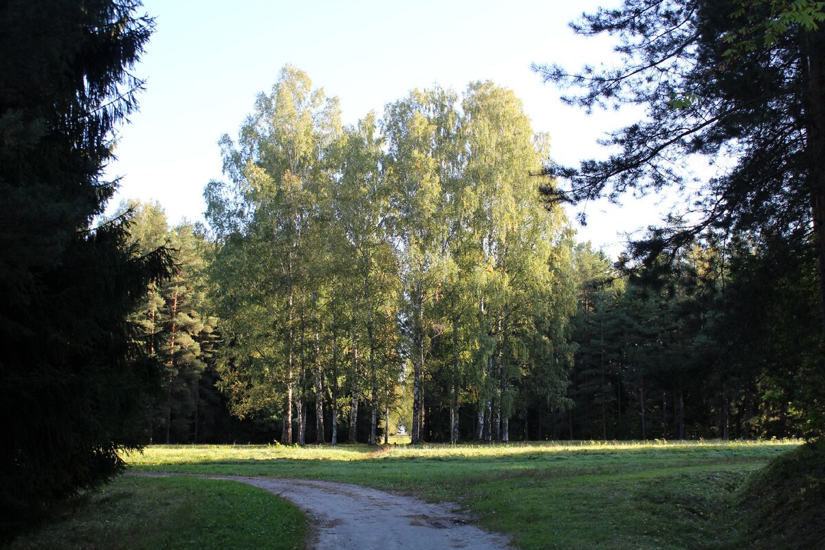 Район белой березы в павловском парке. Круг берез в павловском парке. Павловский парк белая береза. Березка круг. Павловский парк круг белых берез.