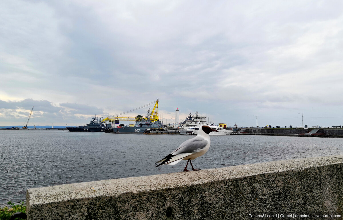 набережная чайки