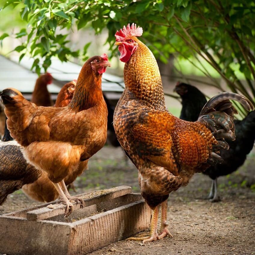 Фото Яндекс.Картинки