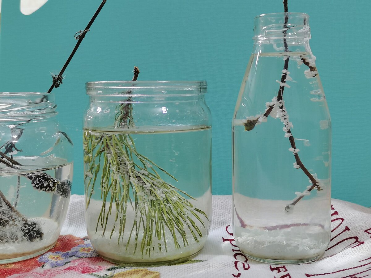 Как прорастить веточку. Ежевика стеблевые черенки. Как прорастить веточку. Ива шаровидная черенки. Розмарин укоренение черенков.