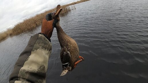 Ускользала от атак, ныряя под воду, — охота хищных птиц на утку попала на видео