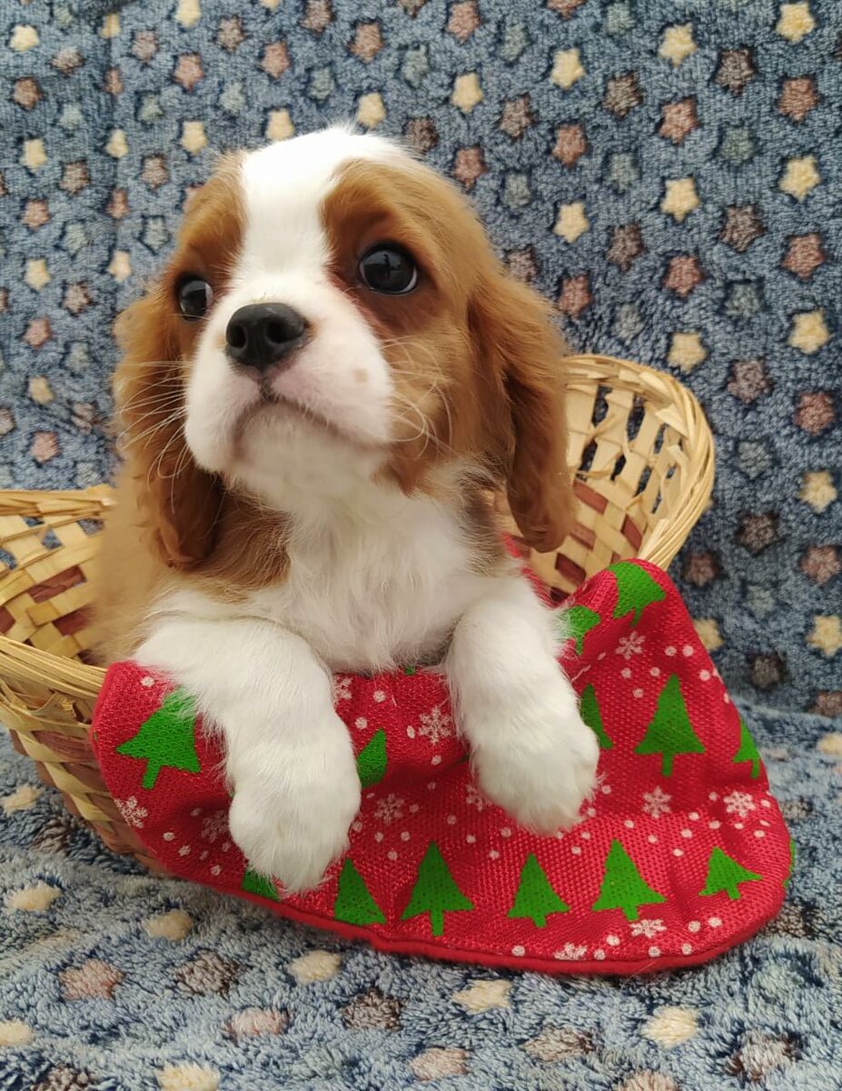 Щенок Кавалер Кинг Чарльз Спаниель бленхейм