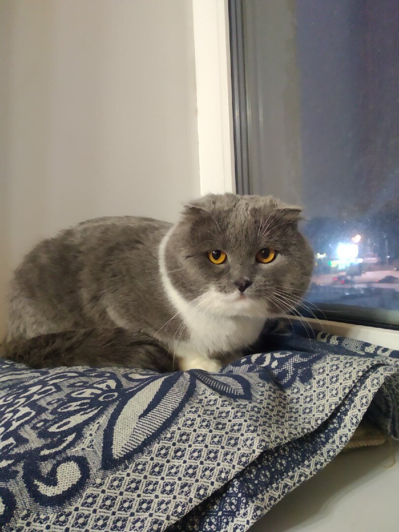 Мартин дома, первый день сидел в домике, сейчас вовсю исследует квартиру и даже пытается подружится с домашними кошечками, поет им замурчательные песни с подоконника