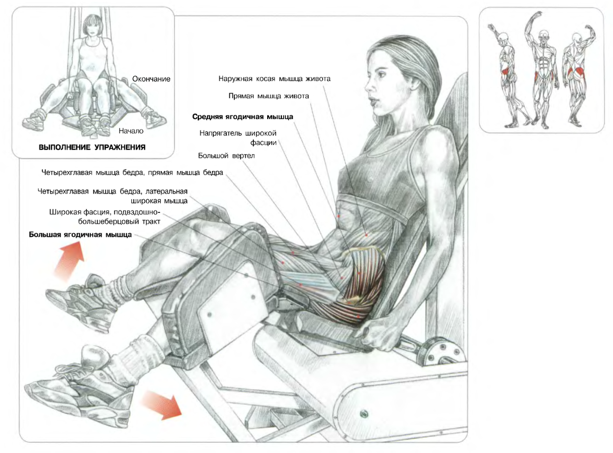 Разводка ног в тренажере сидя. Приведение ног в тренажере техника. Отведение ноги в тренажере техника. Разведение ног в тренажере мышцы.