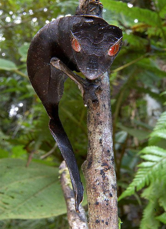 Листоподобный геккон