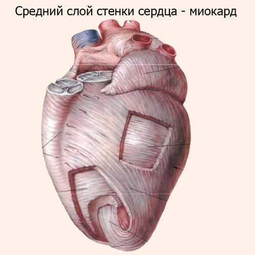 Средний слой стенки сердца - миокард