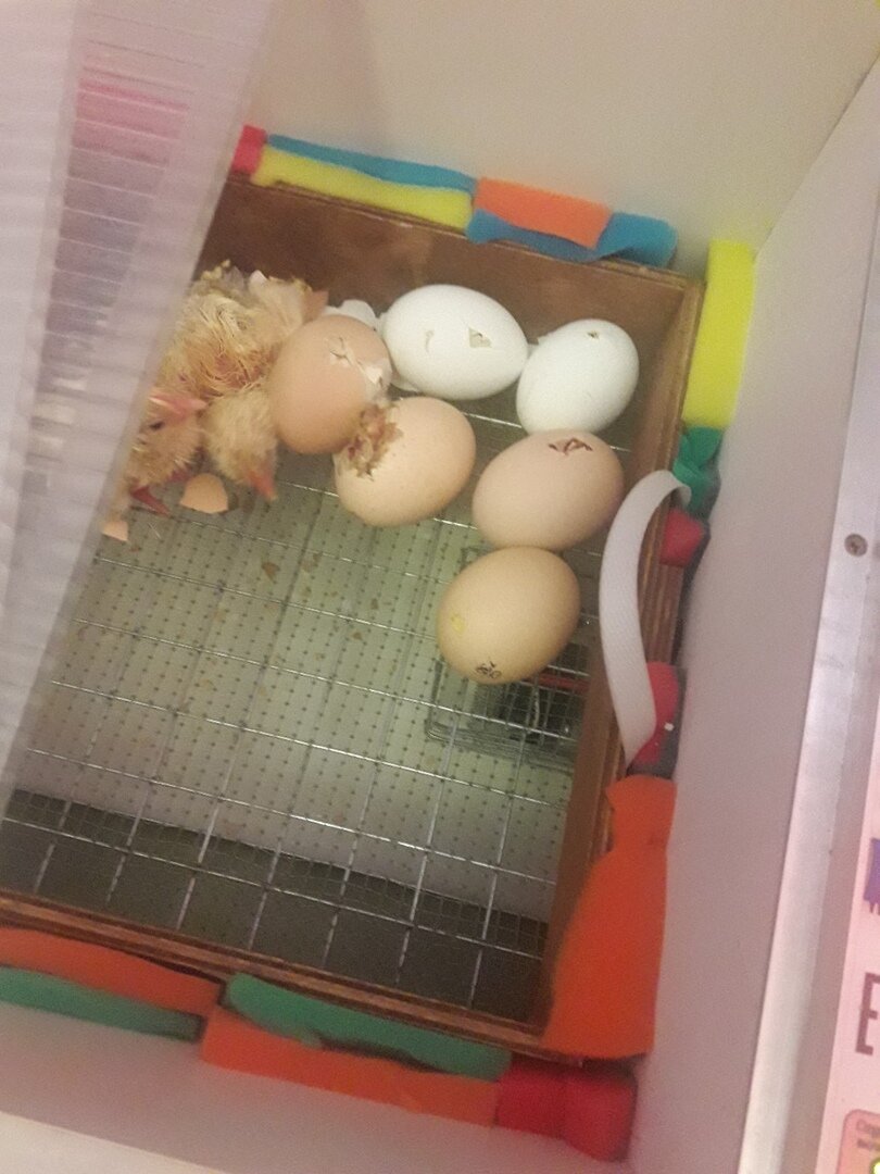 Вывод птенцов в инкубаторе Блиц Норма Луппер 