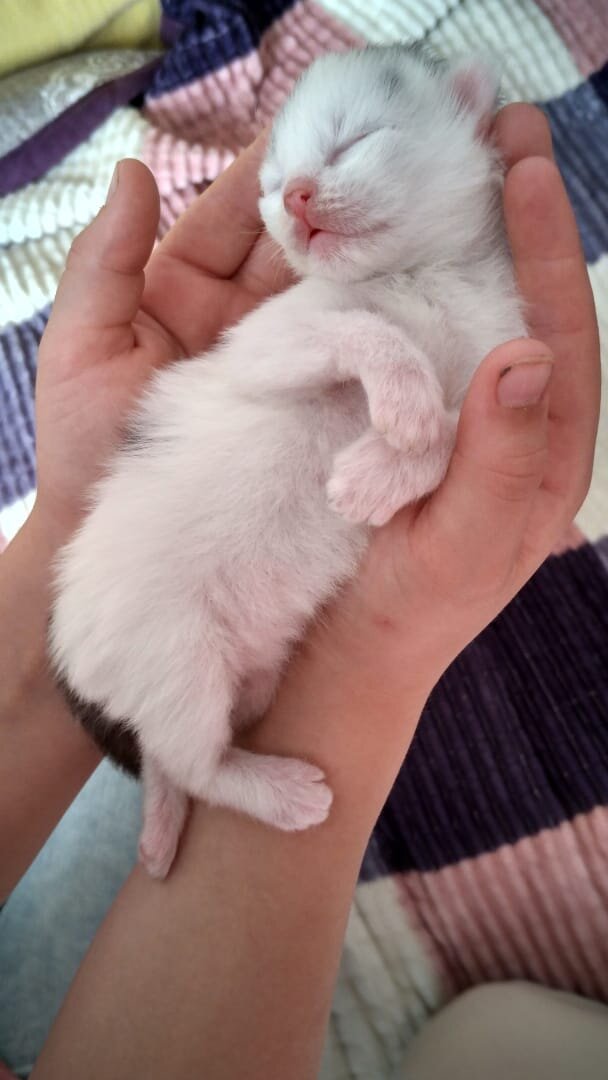 Дзюдовище во младенчестве.