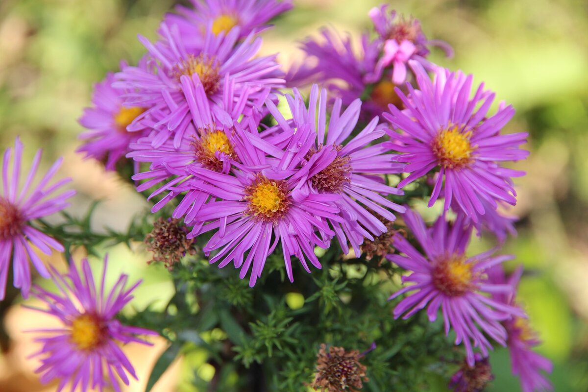 Изображение zoosnow с сайта Pixabay 