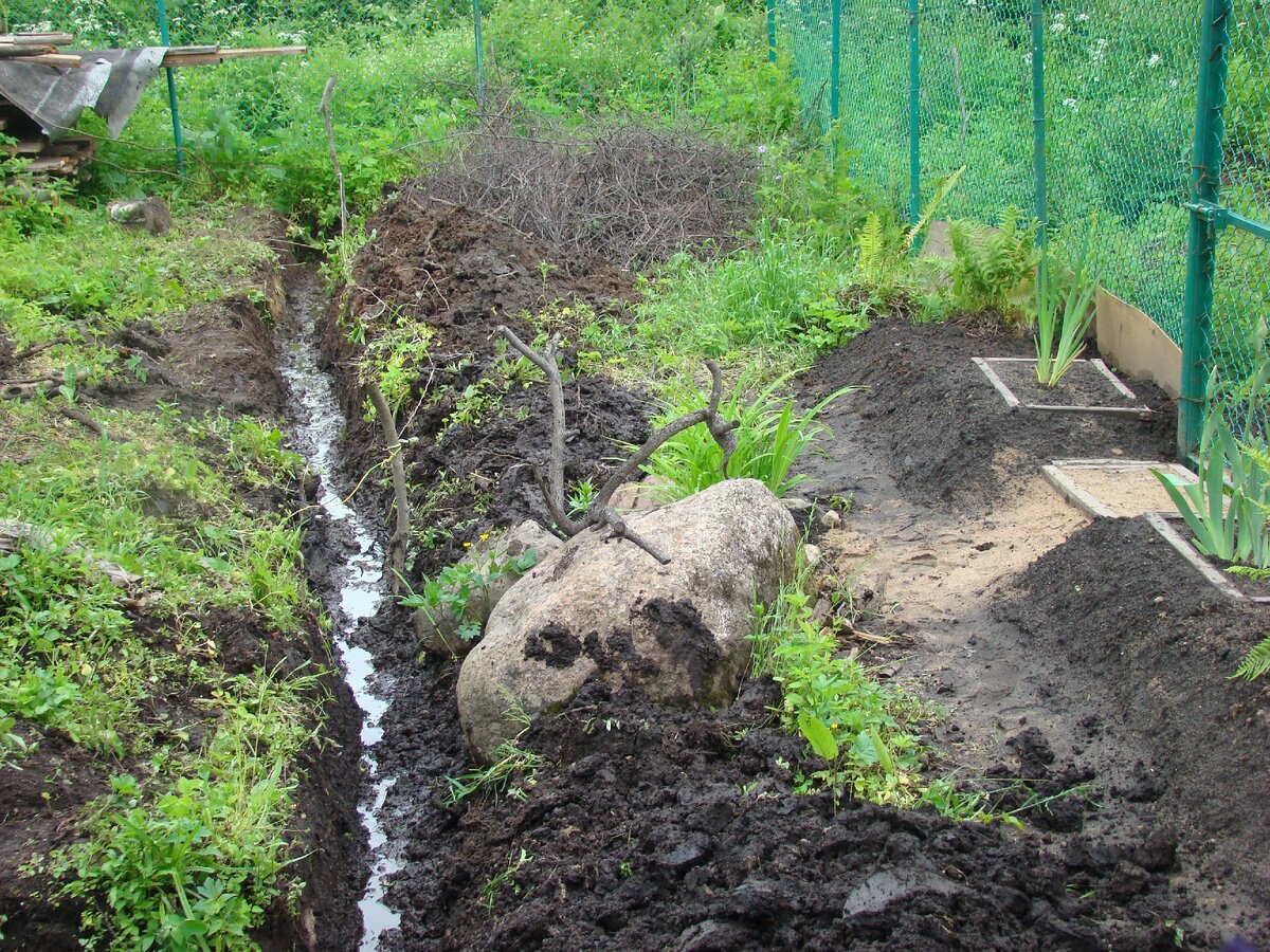 Лилейник уже растет!