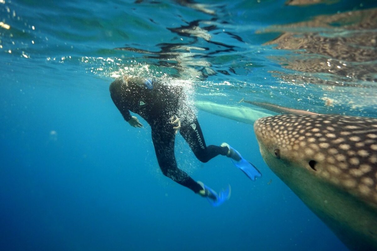 Так я встретилась с китовой акулой.