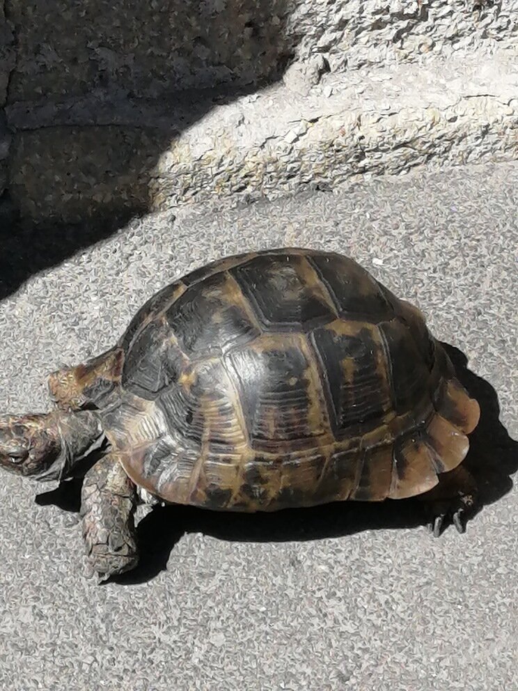 Худею медленно