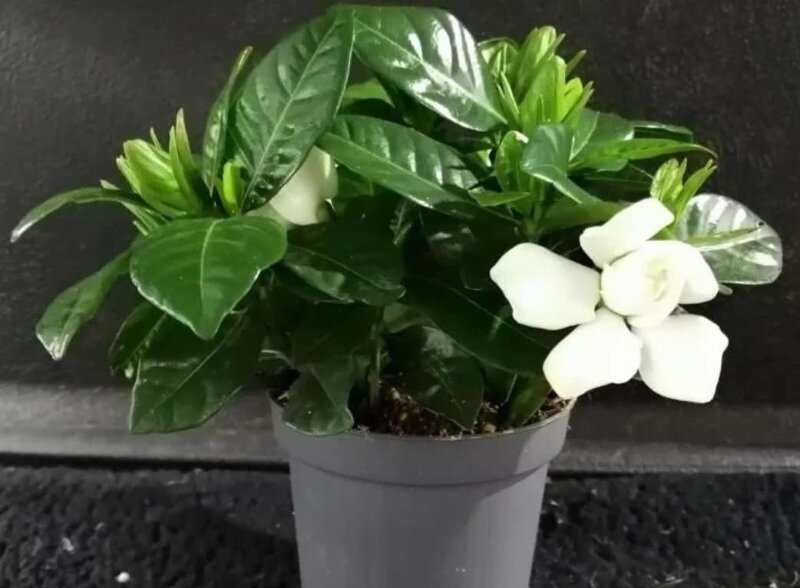 (Фото используется по стандартной лицензии ©hozvopros.com)