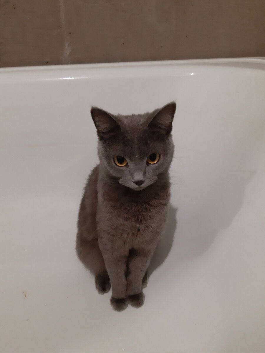 Кошка шарит, а ты - нет