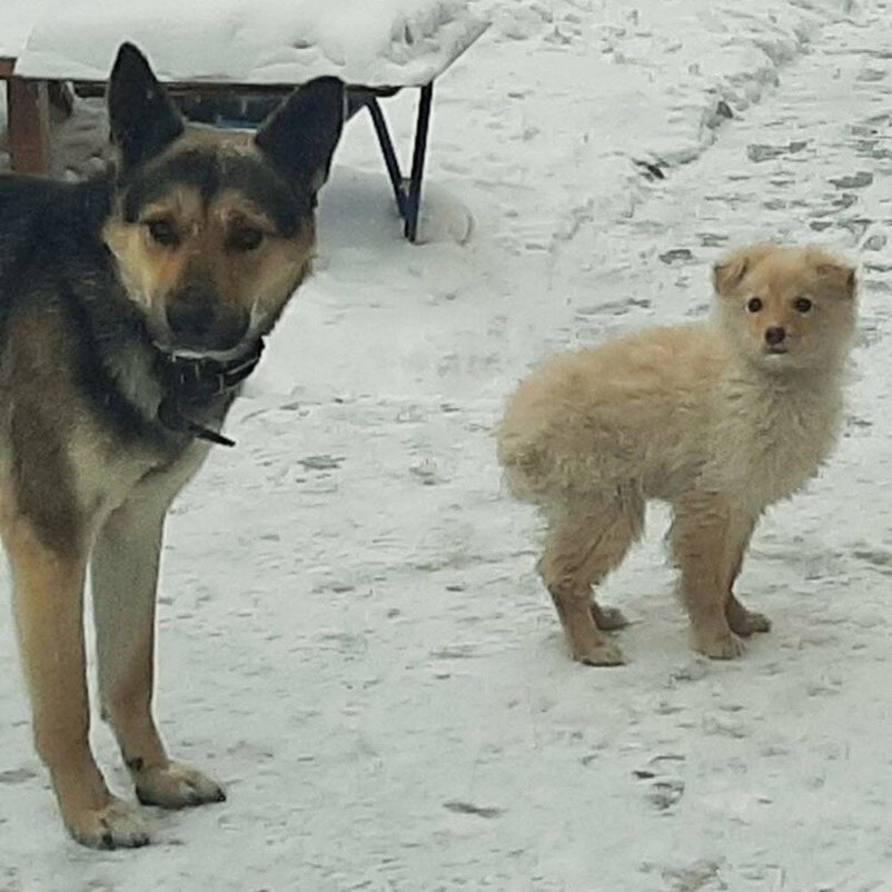Щенок с папой