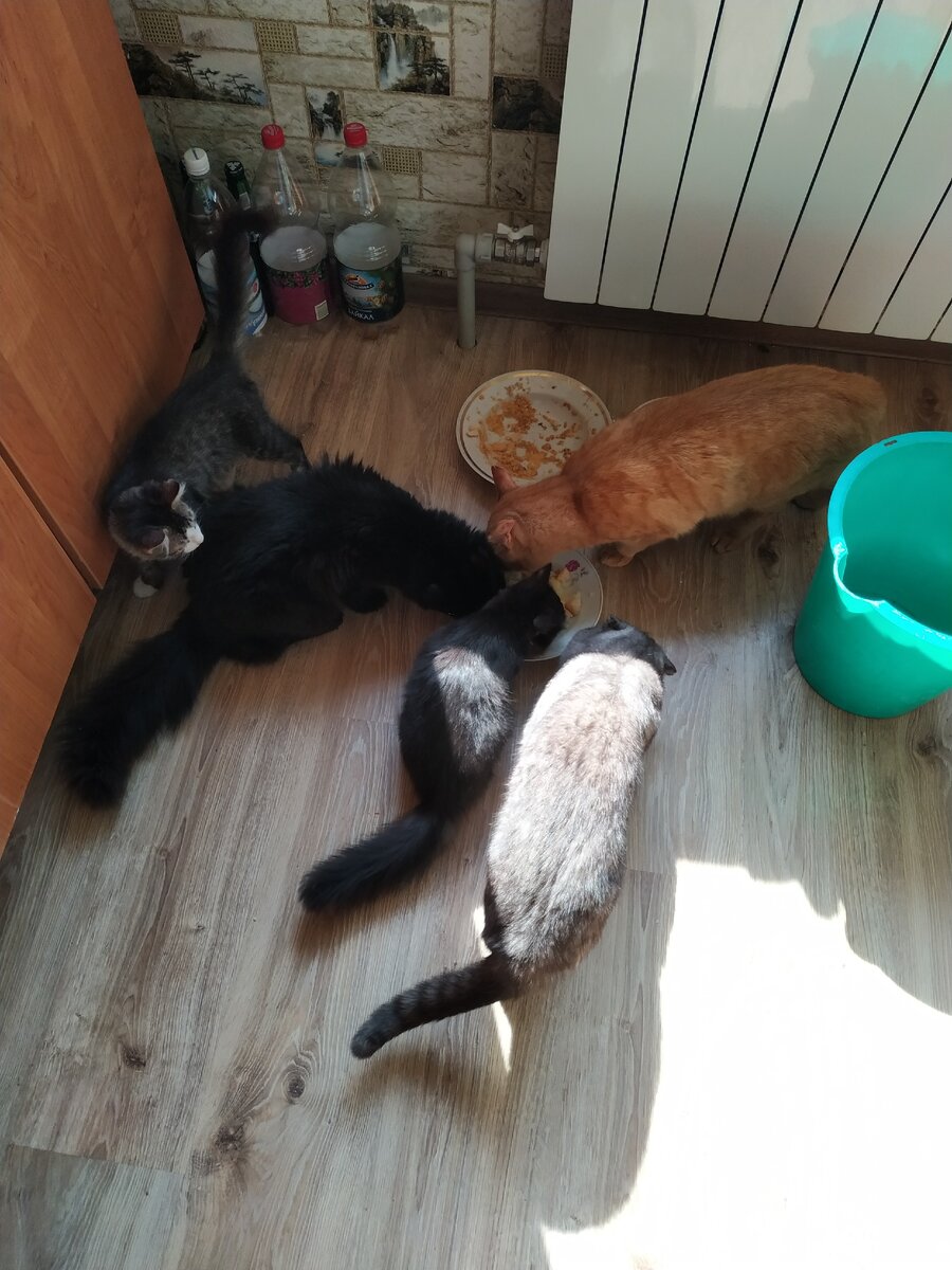 Чёрные котики - наши. 