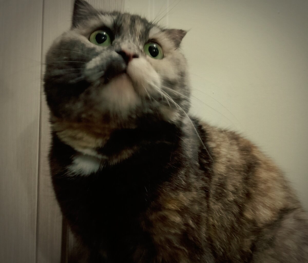 Кошечку забыли