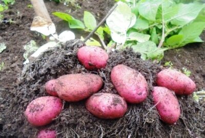 Это клубни Берлинки