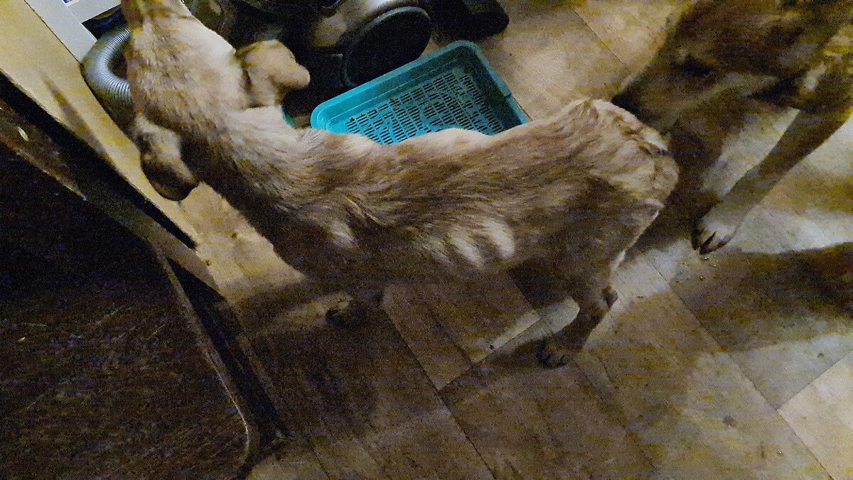Приют добрые руки котельнич