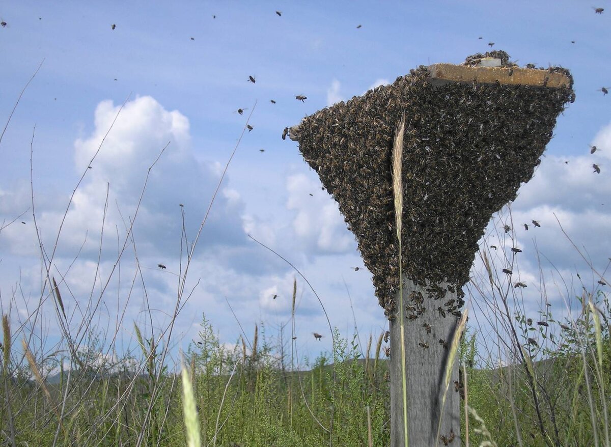 Одна из приспособ для сбора роев.
