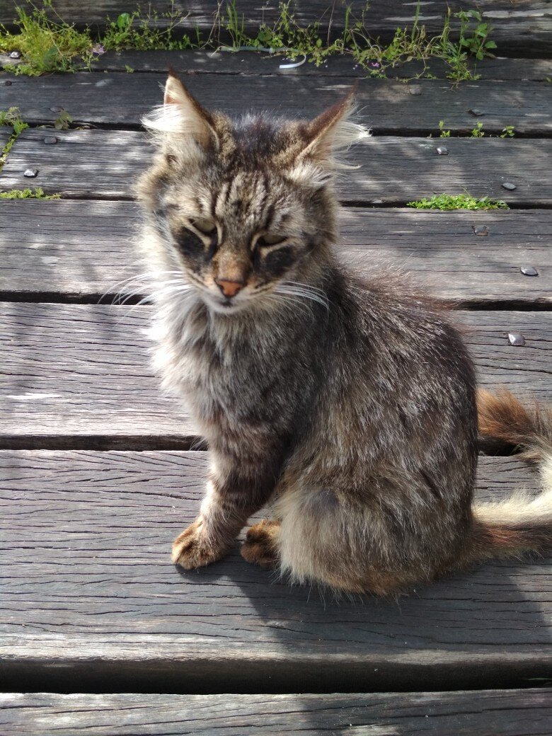 Кошки Кипра