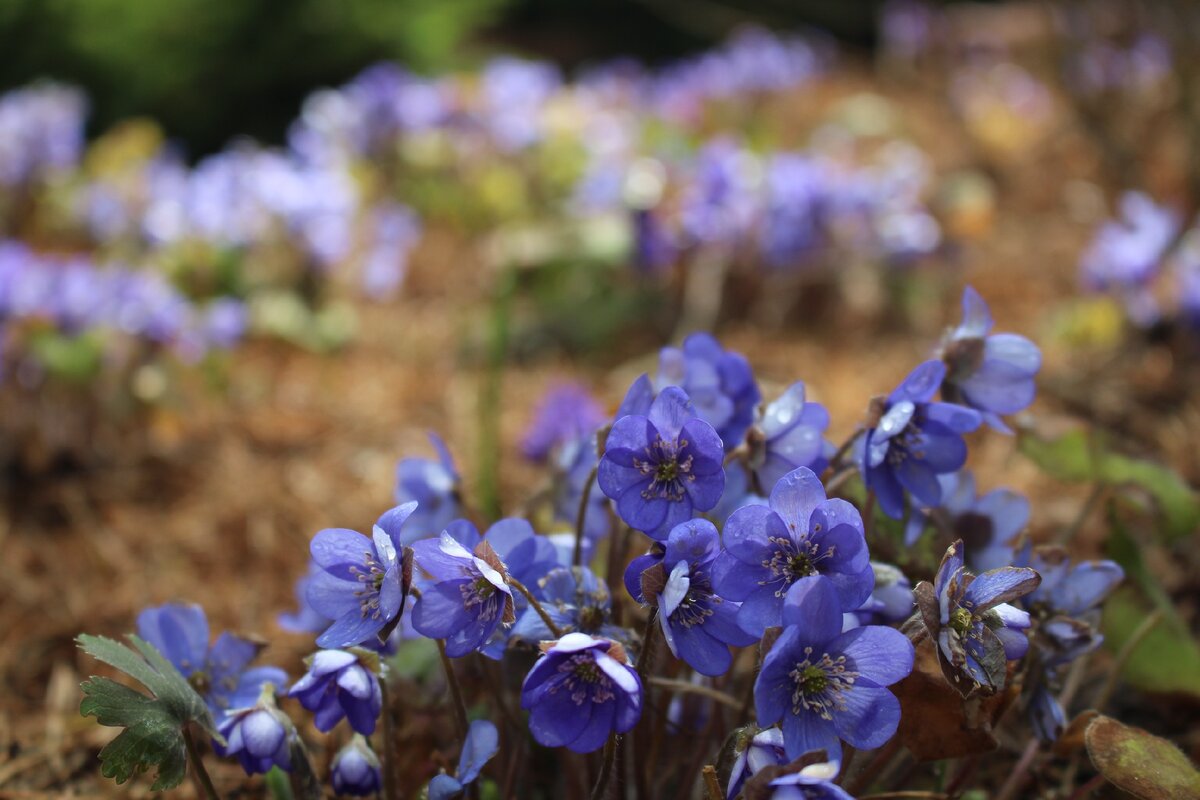 Печеночницы в моем саду в мае