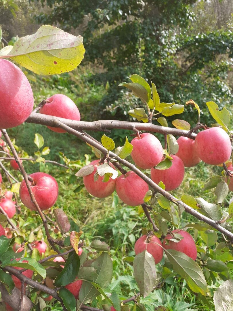 Яблочки этого года. Предположительно сорт Конфетка. Яблок было очень и очень много.