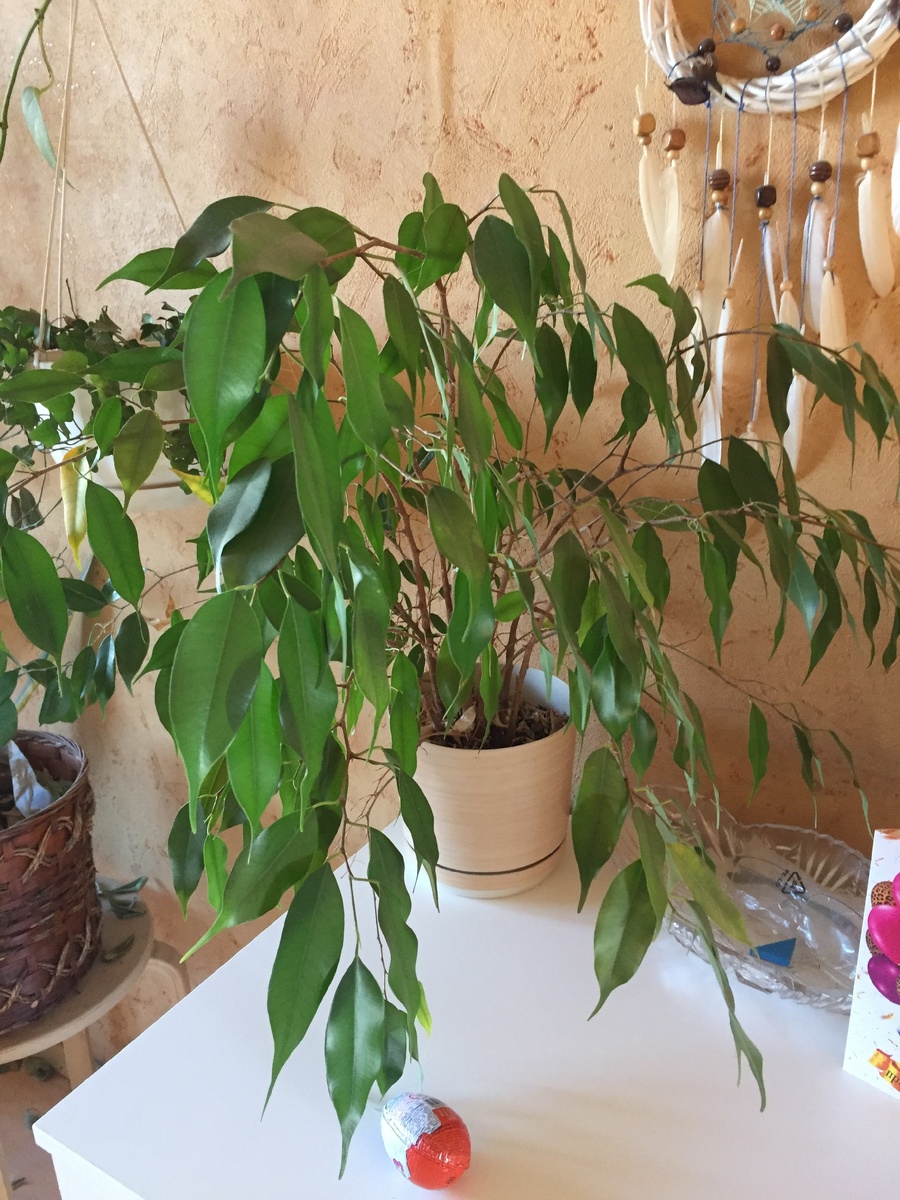 Отогревается, тоже фикус