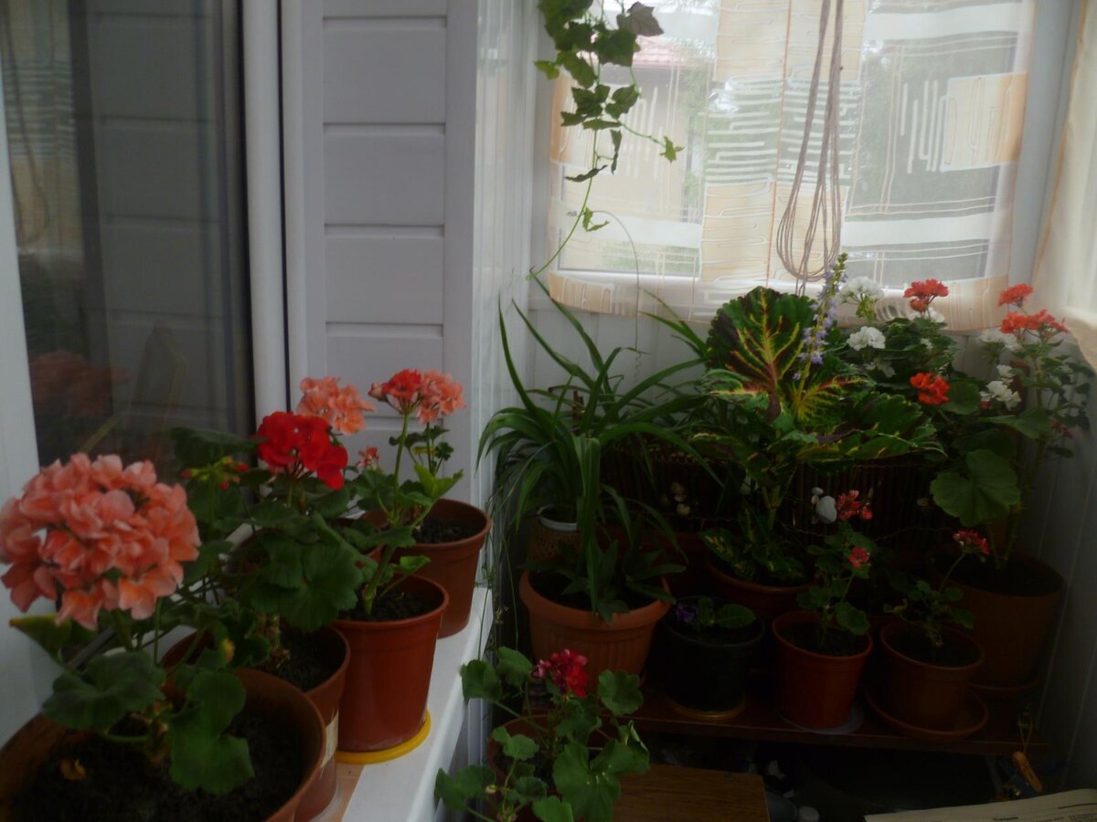 Цветущие герани на подоконнике балкона.