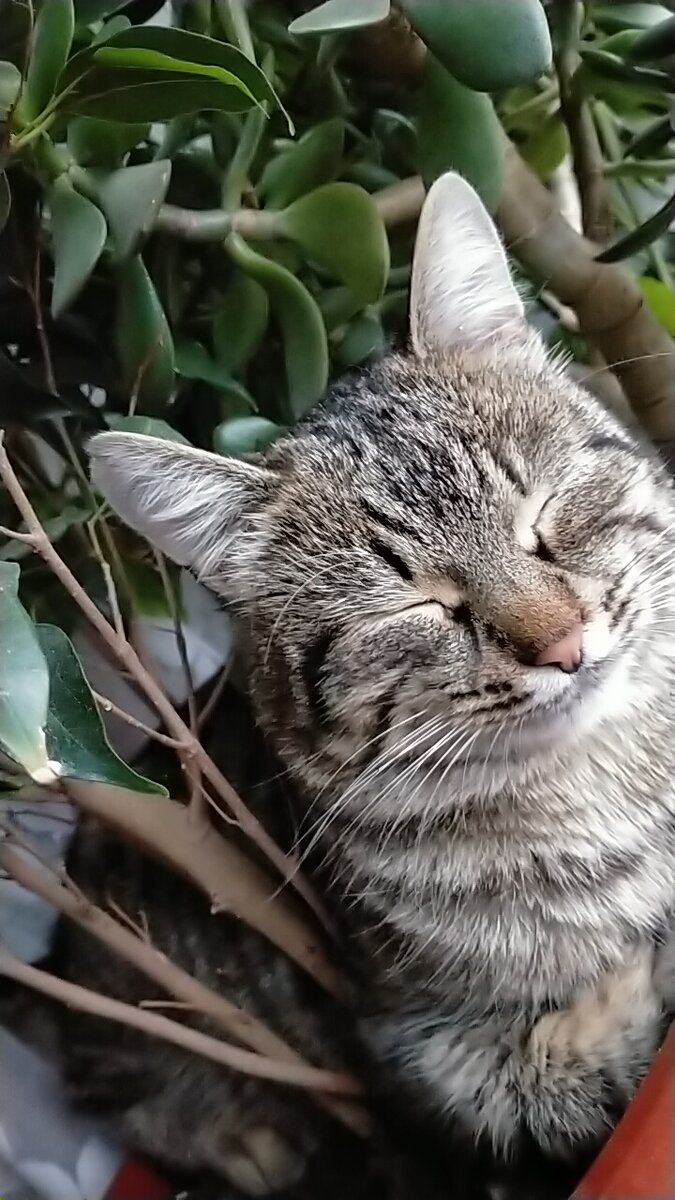 Тишка уснул в горшке с фикусом