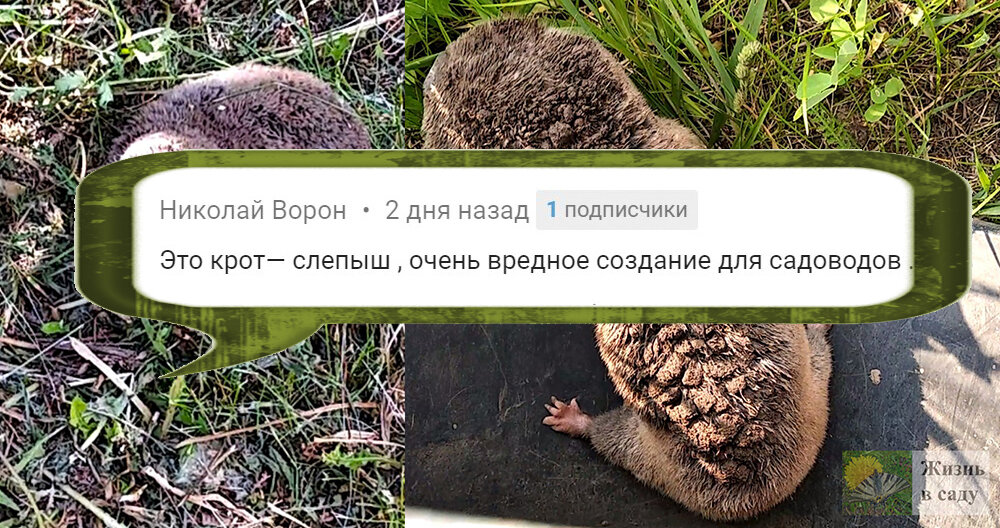 Честное слово, очень обидно за кротов, потому что ни за что ни про что им так достается от садоводов и огородников :) 