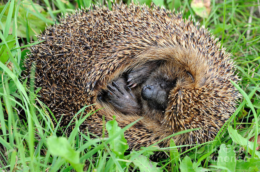 Ёжкин клубок.