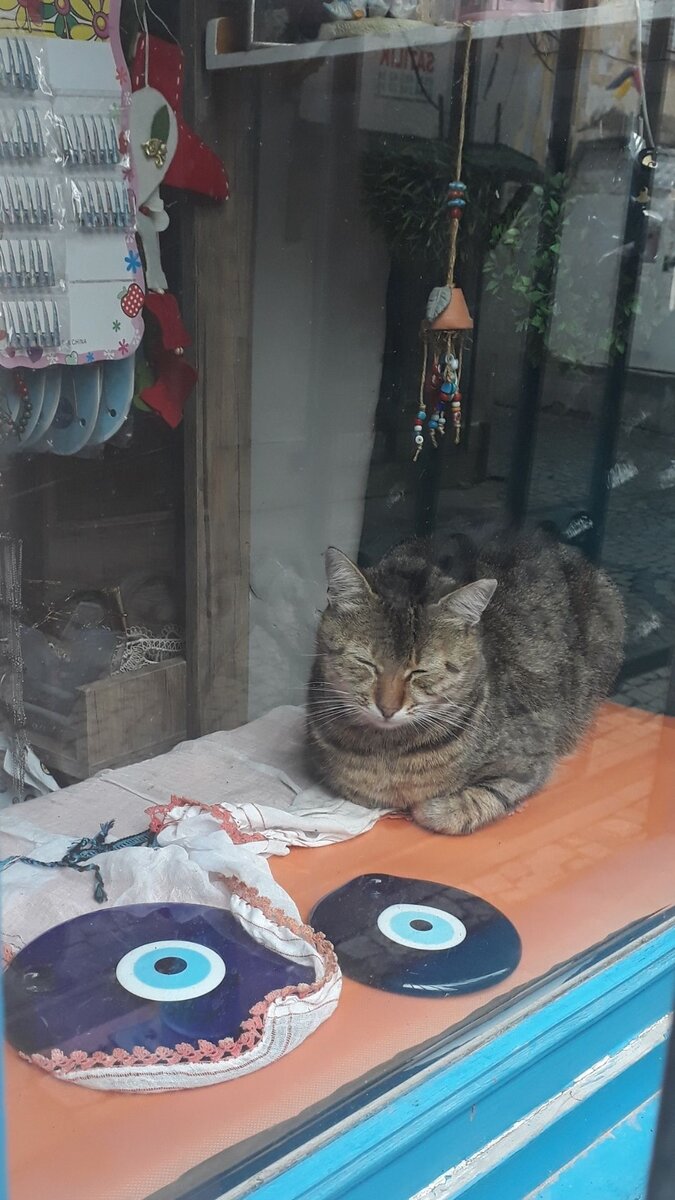 котик на ветрине магазина