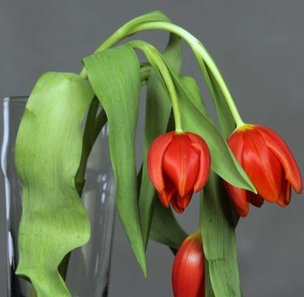 Фото из интернета