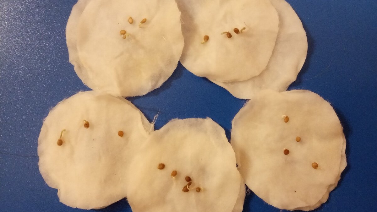 Вот такие росточки появились у замоченных семян томатов