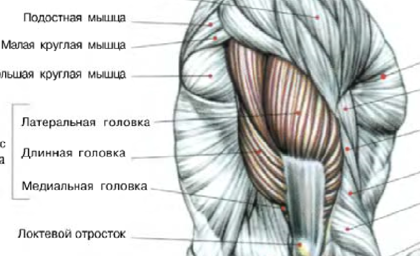 Мышцы трицепса. Трицепс строение мышцы. Длинная головка трицепса анатомия. Латеральная и медиальная головка трицепса. Функция латеральной головки трицепса.