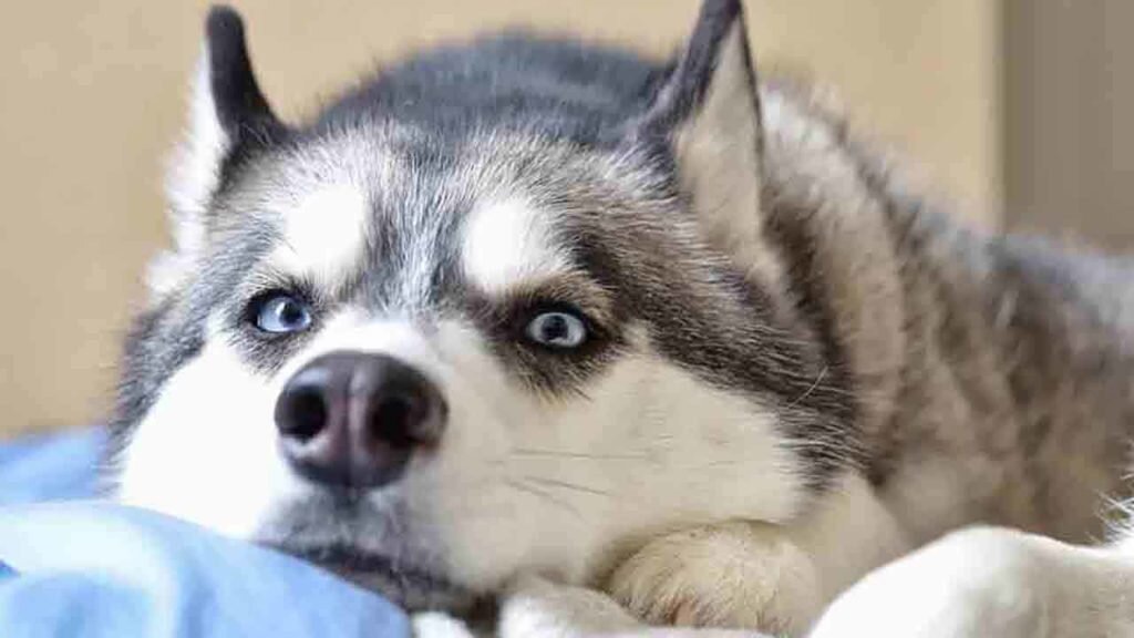 Возможно самая ранняя из выведенных человеком пород. Обладает незаурядной выносливостью, благодаря чему может тащить нарты по снегу на большие расстояния.